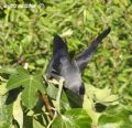 Corvus monedula